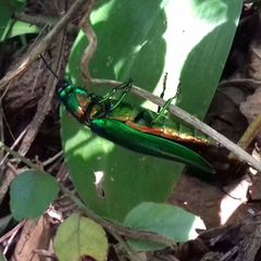 Chrysochroa rajah