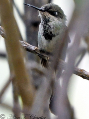 Loddigesia mirabilis