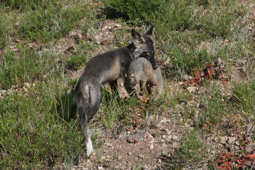 Sierra Nevada Red Fox photographed in Oregon