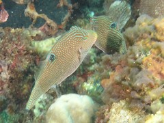 Canthigaster papua