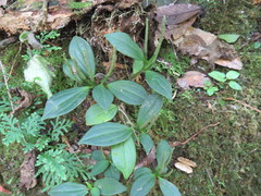 Peperomia sanjoseana