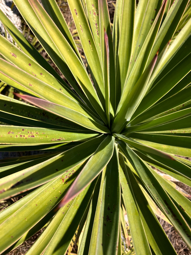 Yucca aloifolia