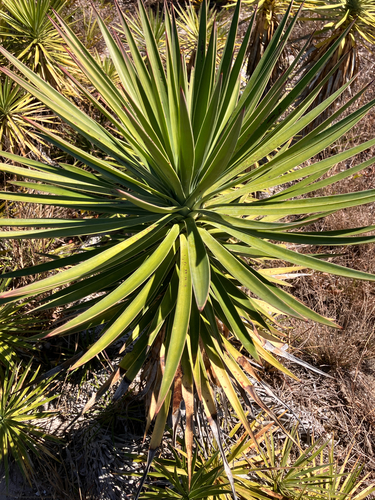 Yucca aloifolia