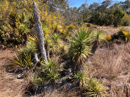 Sarcoyucca