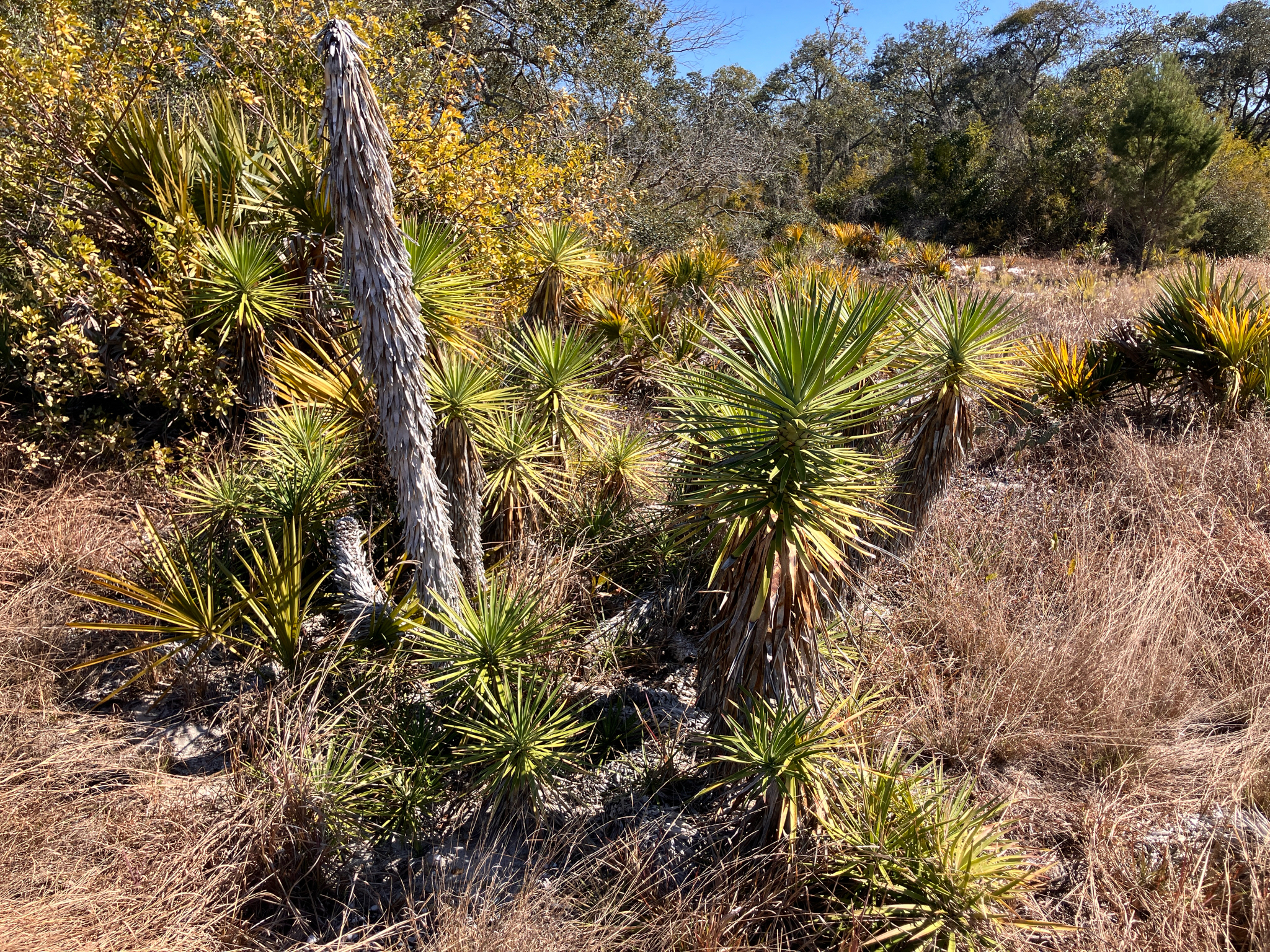 Yucca aloifolia L. 3