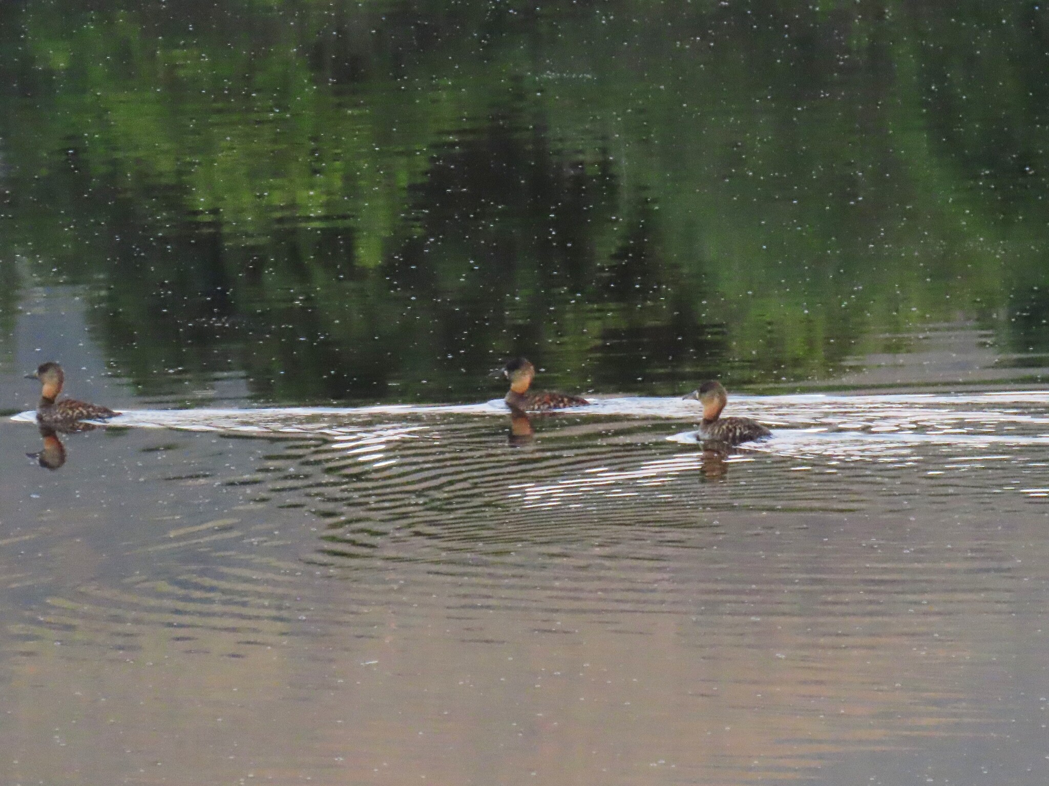 White-backed Duck (Thalassornis leuconotus), photo 9