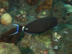 Acanthurus leucocheilus