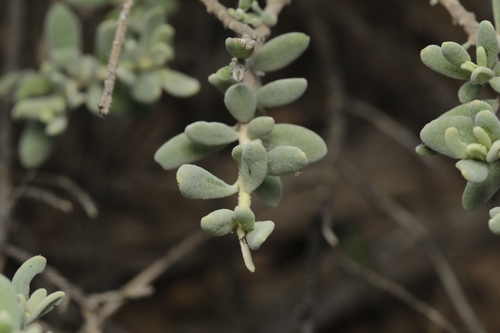 Eremophila bowmanii, photograph 2