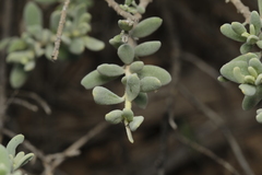 Eremophila bowmanii, photograph (c) quirino, some rights reserved (CC BY)