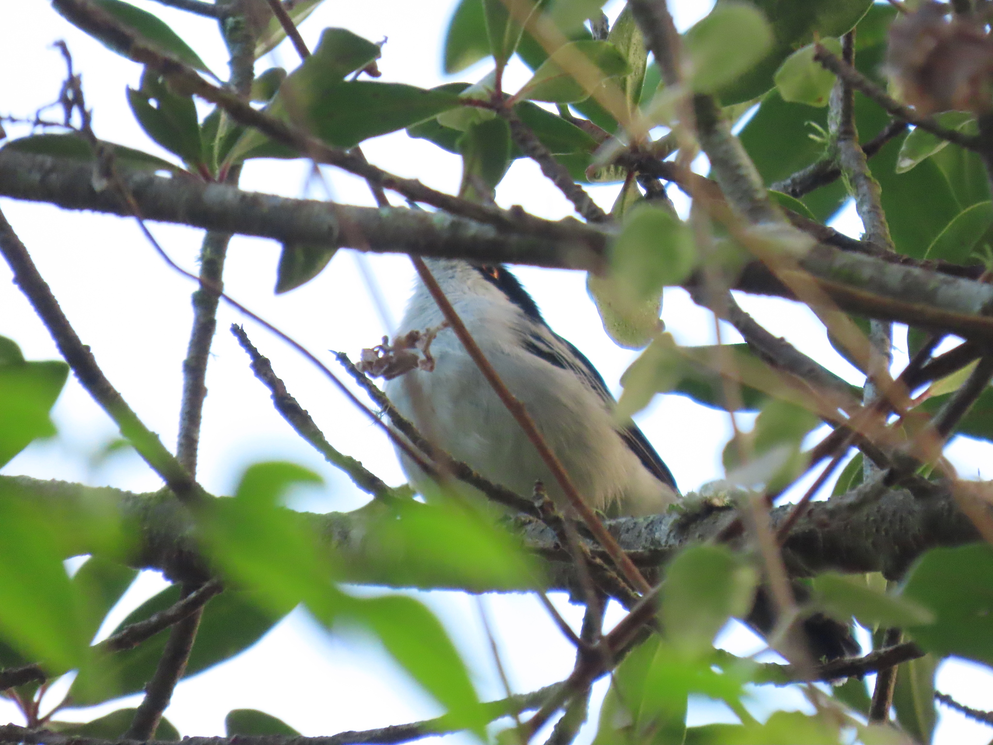 Black-backed Puffback (Dryoscopus cubla), photo 3