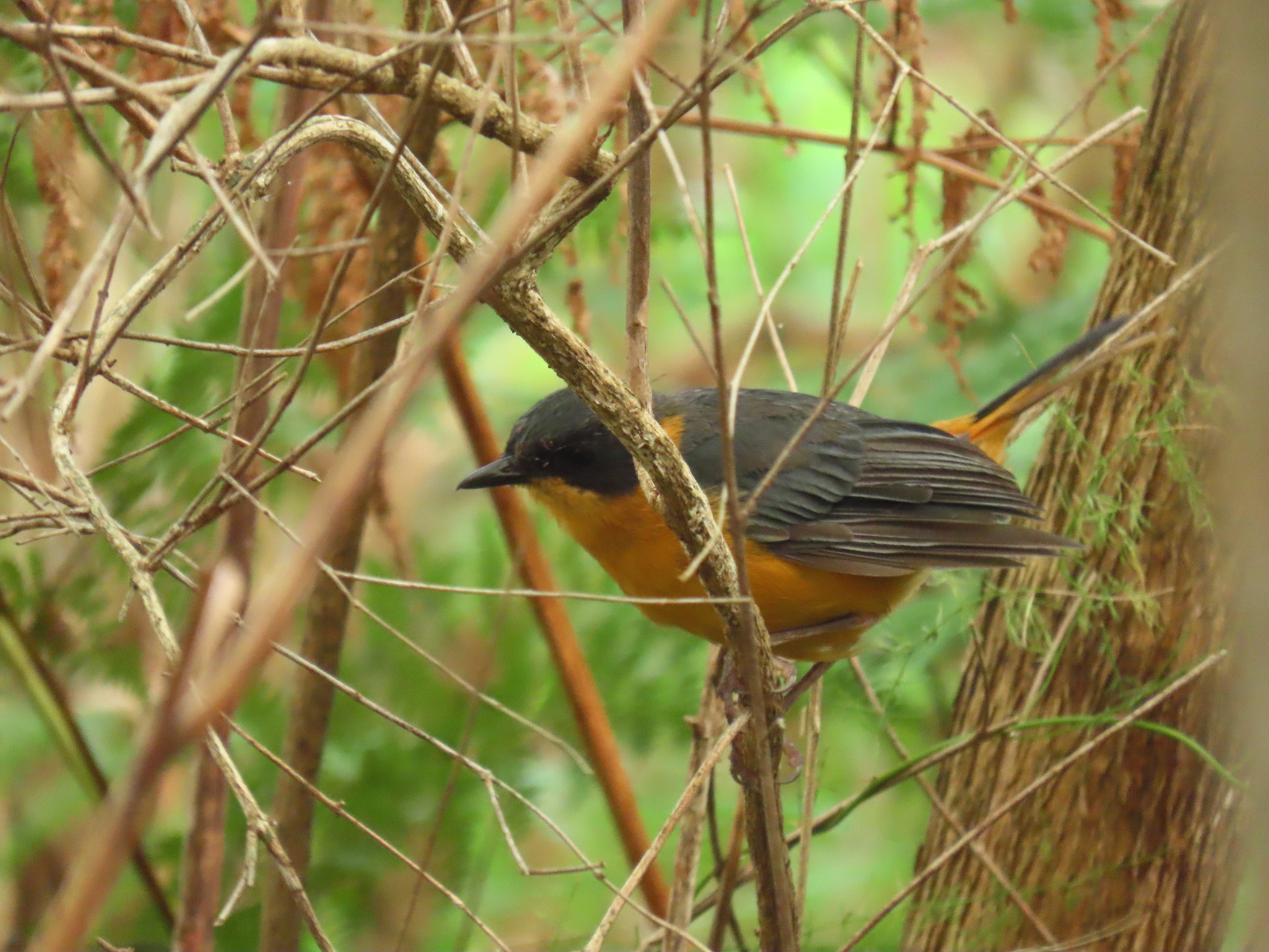 Chorister Robin-Chat (Cossypha dichroa), photo 2