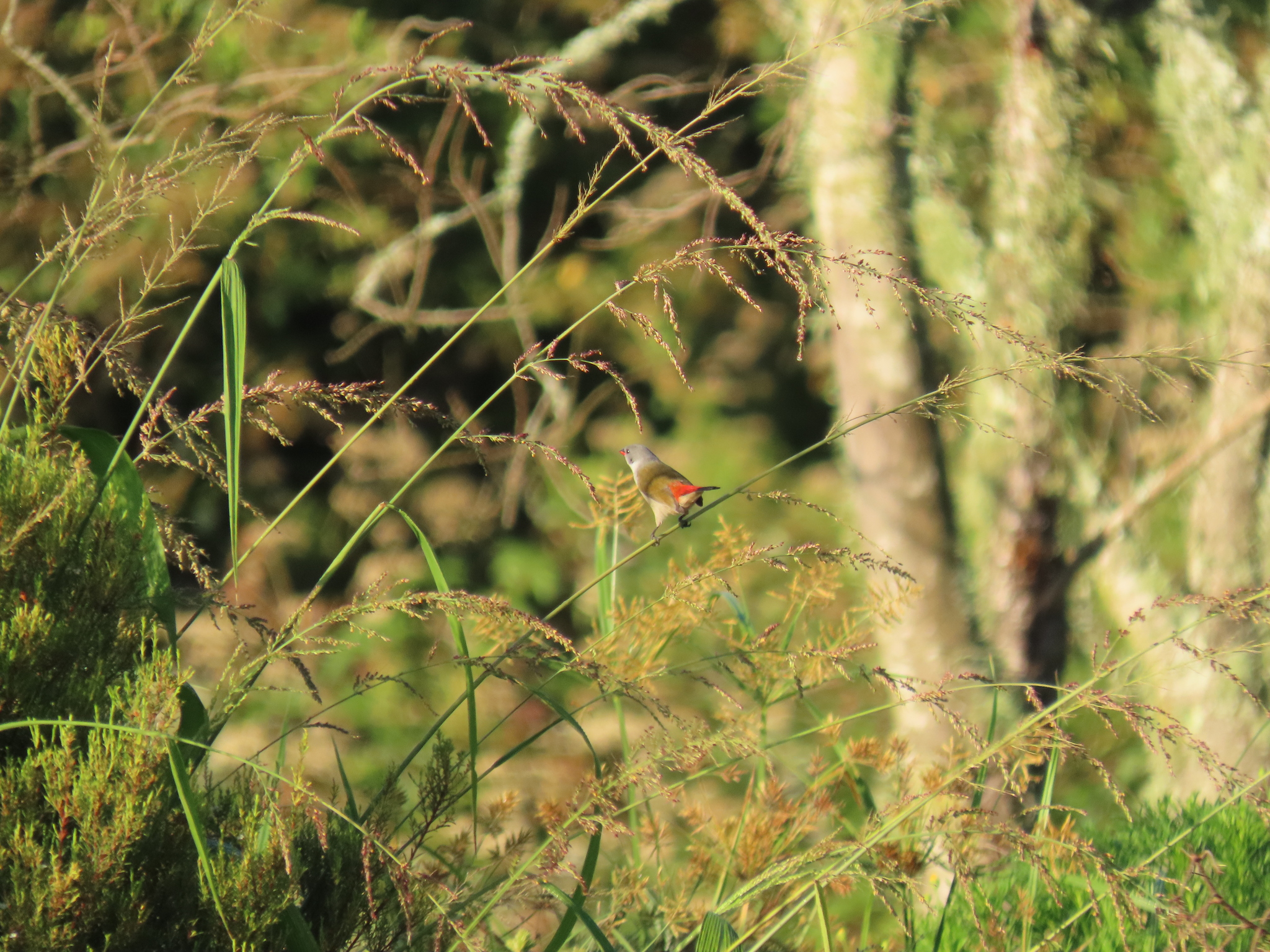 Swee Waxbill (Coccopygia melanotis), photo 1