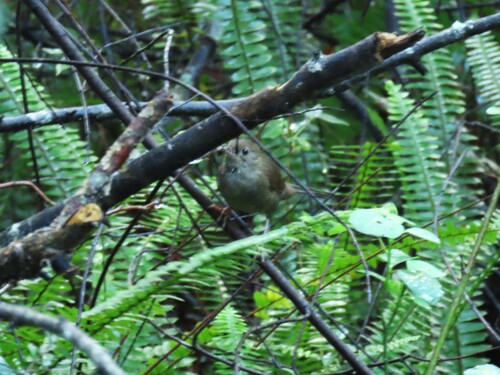 Knysna Warbler (Bradypterus sylvaticus)
