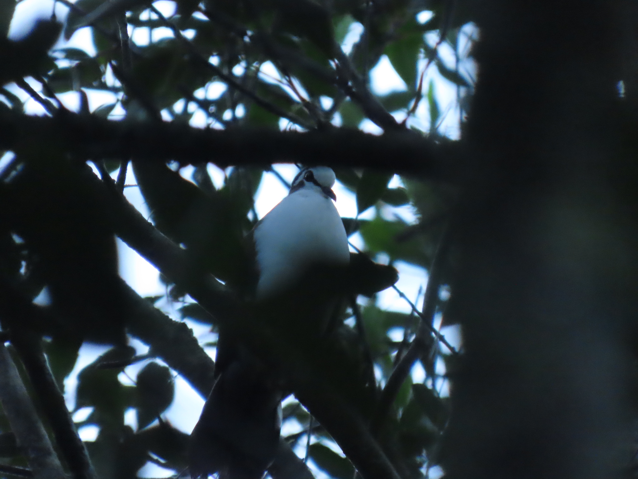 Tambourine Dove (Turtur tympanistria), photo 2