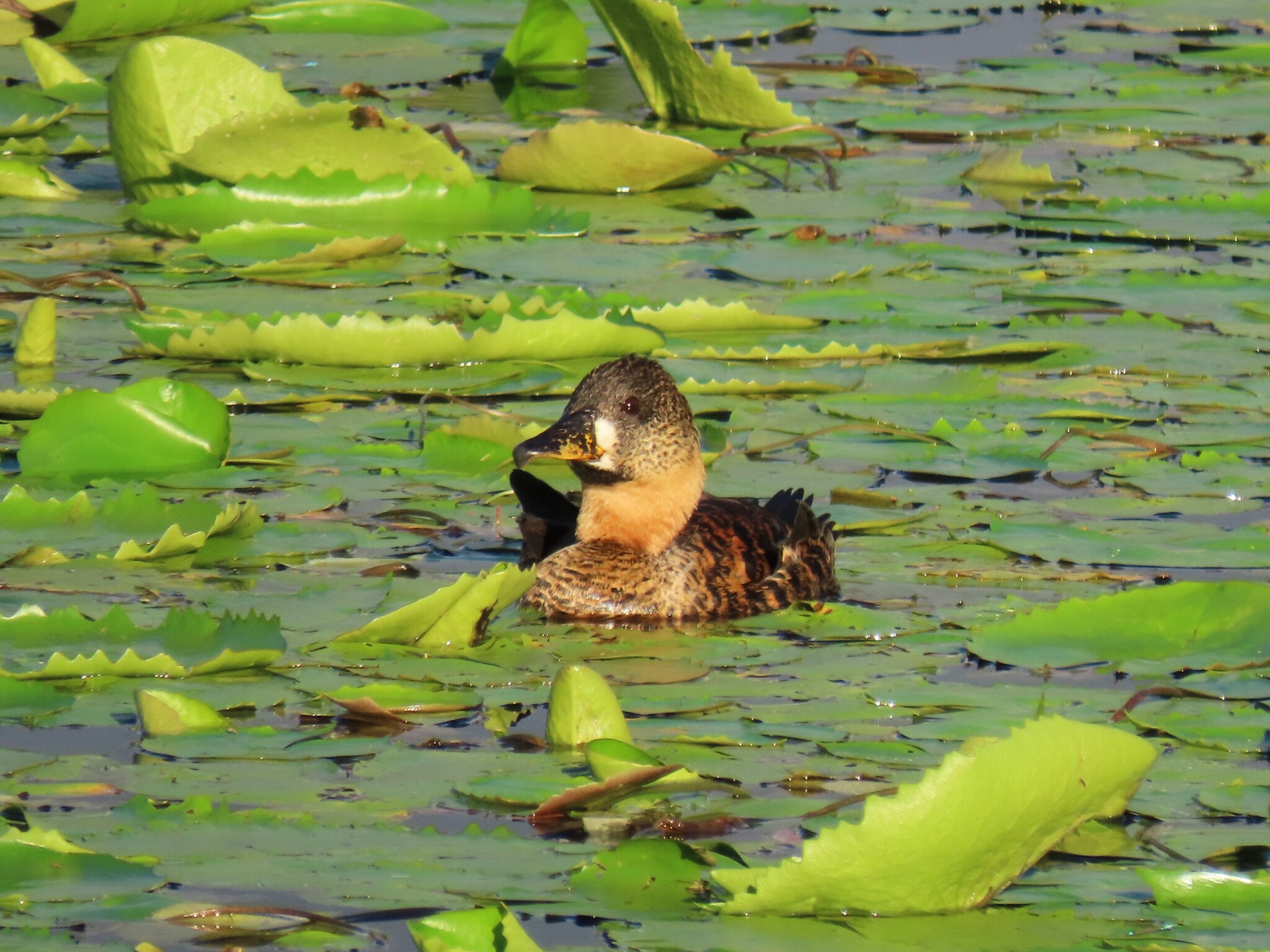 White-backed Duck (Thalassornis leuconotus), photo 7