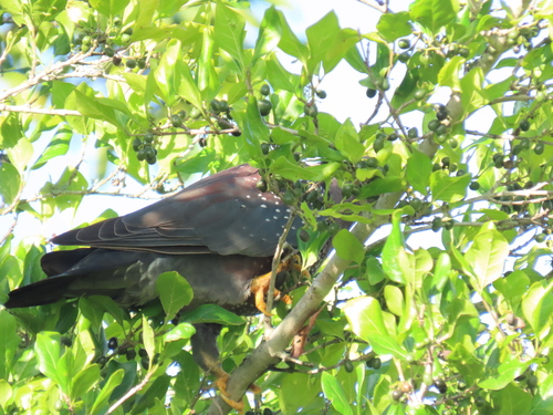 Afrocanthium mundianum, photograph 6