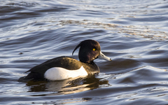 Aythya fuligula