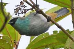 Tangara labradorides