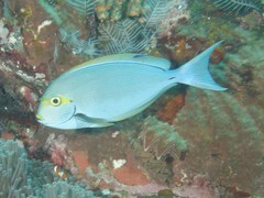 Acanthurus mata