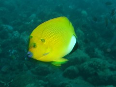 Apolemichthys trimaculatus