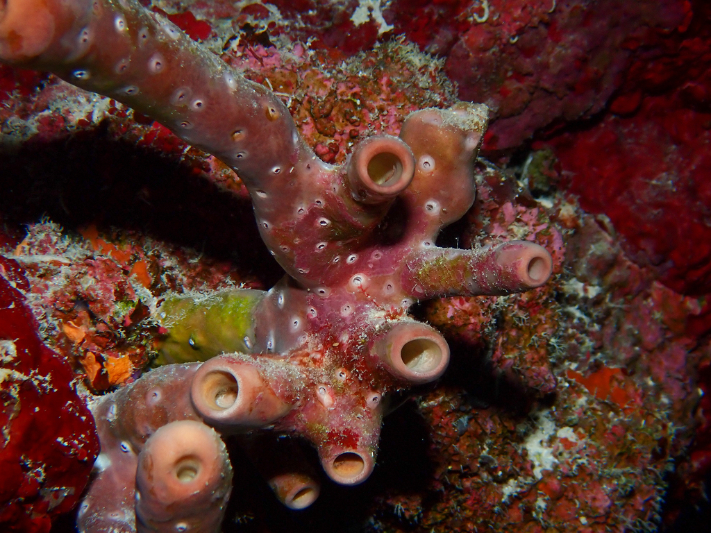 Brown Clustered Tube Sponge