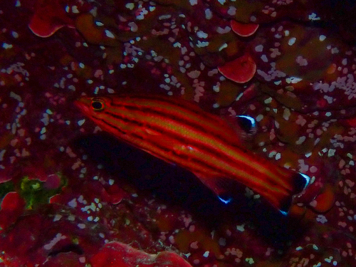 Peppermint Bass (Liopropoma rubre) — Serranidae — 5