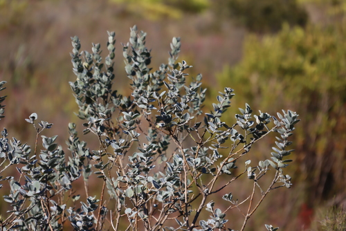 Satin bush (Podalyria sericea)