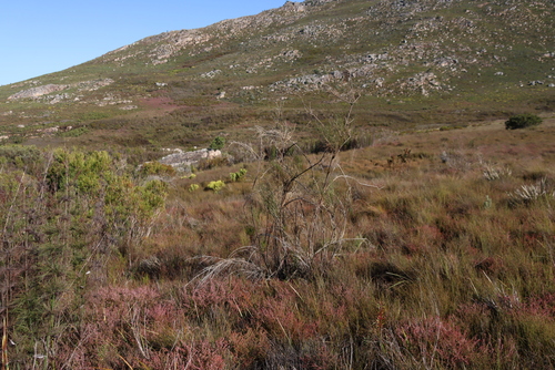 Usual Fountainbush (Psoralea usitata)