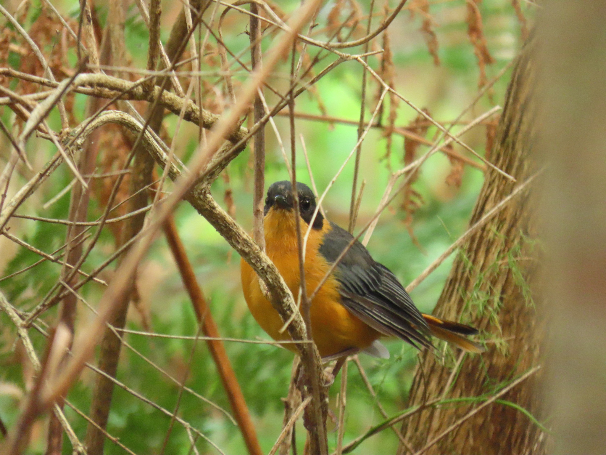 Chorister Robin-Chat (Cossypha dichroa), photo 3
