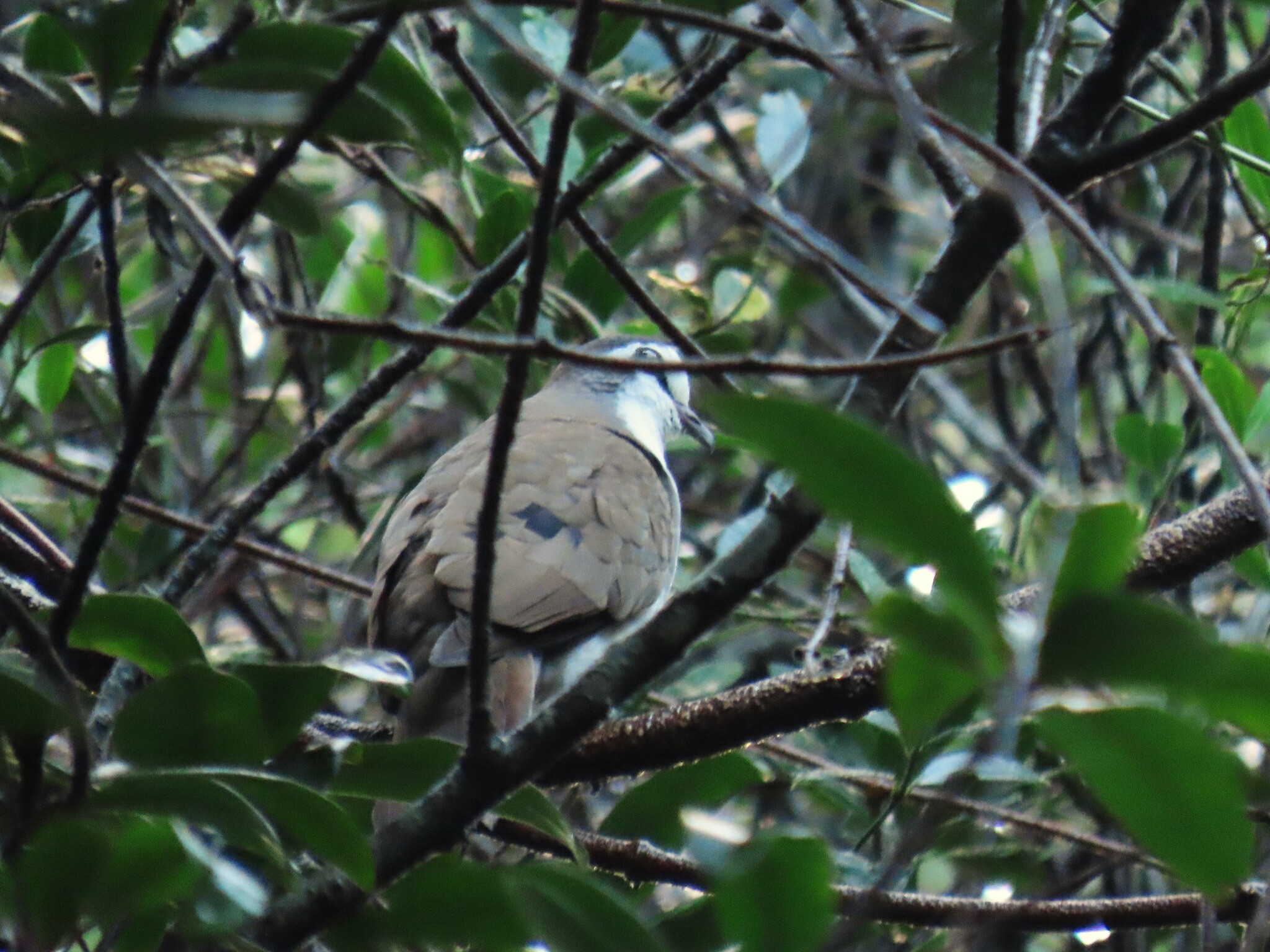 Tambourine Dove (Turtur tympanistria), photo 3