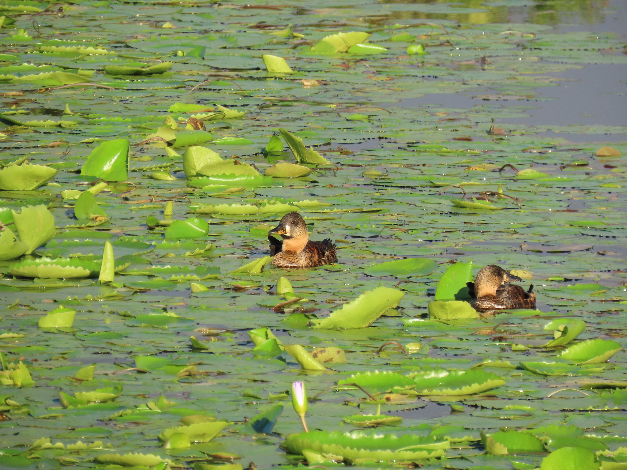 White-backed Duck (Thalassornis leuconotus), photo 8