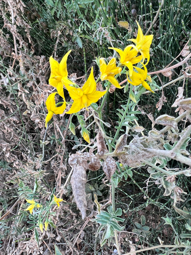 Solanum chilense, photograph 4