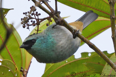 Tangara labradorides