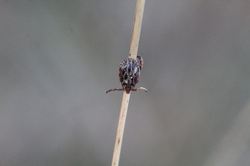 Ornate Sheep Tick