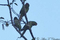 Psittacara mitratus