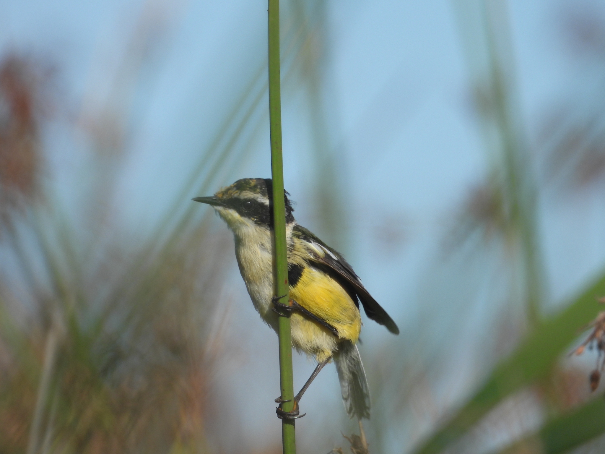 Many-colored Rush Tyrant (Tachuris rubrigastra), photo 10