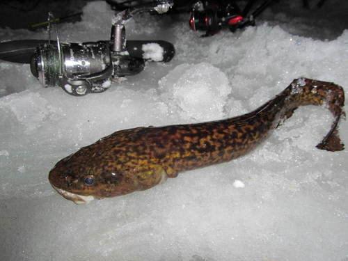 Burbot