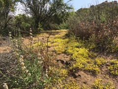Eriophyllum multicaule