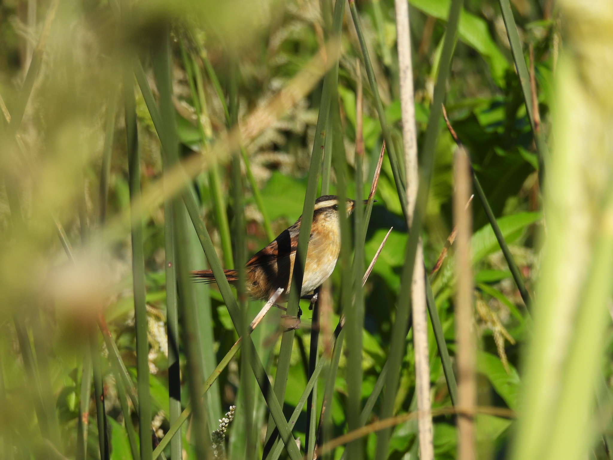 Wren-like Rushbird (Phleocryptes melanops), photo 8