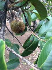 Annona crassiflora
