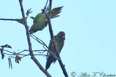 Psittacara mitratus