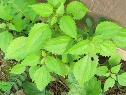 Canadian Clearweed (Pilea pumila)