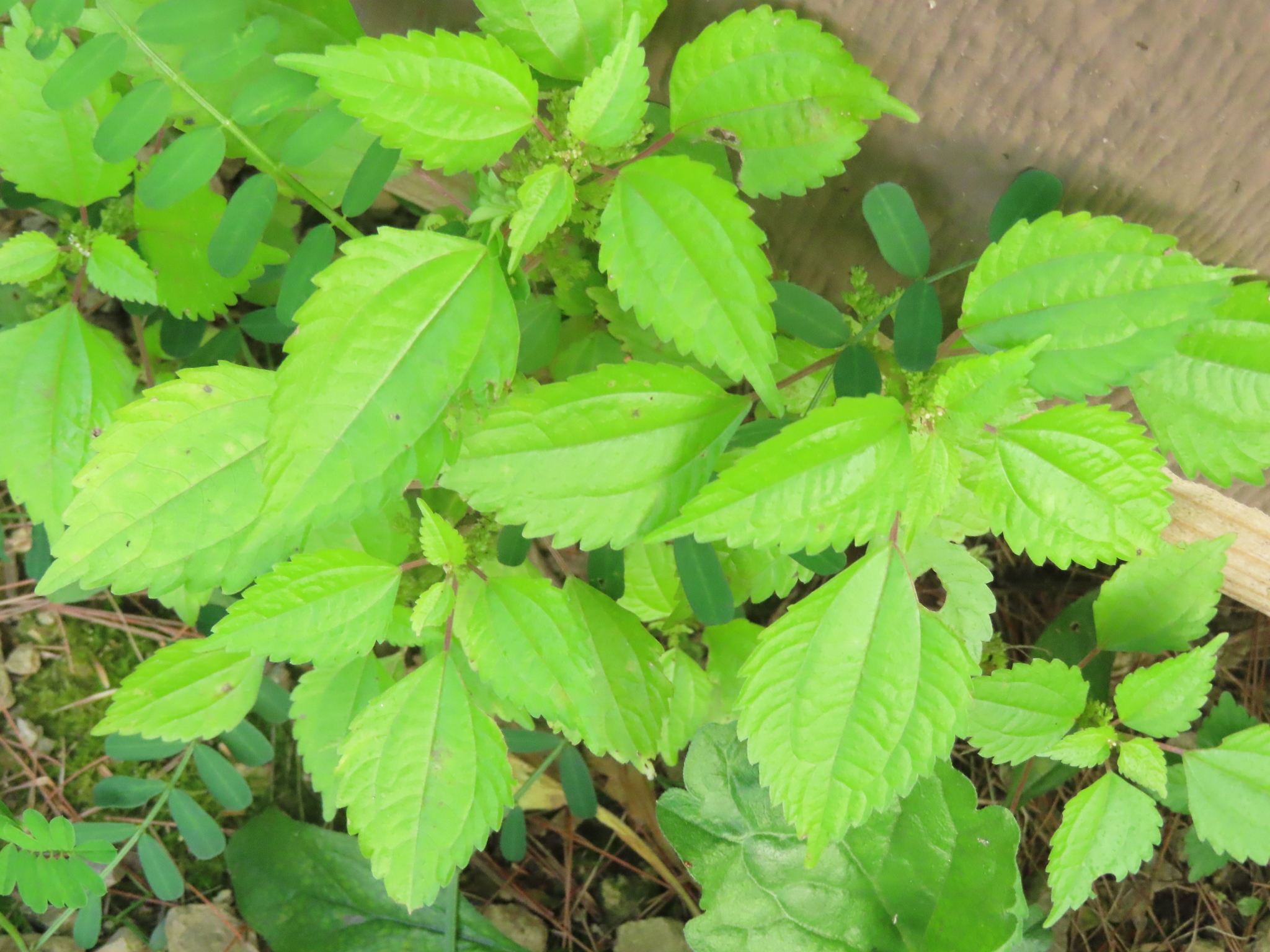 Canadian Clearweed (Pilea pumila)