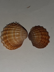 Acanthocardia paucicostata