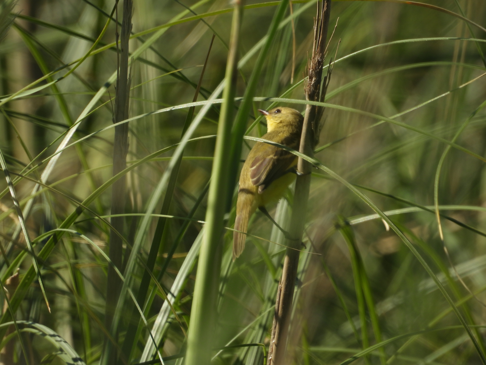 Subtropical Doradito (Pseudocolopteryx acutipennis), photo 5