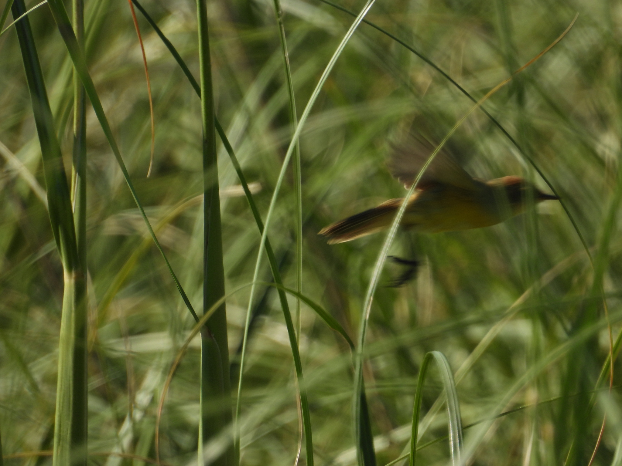 Subtropical Doradito (Pseudocolopteryx acutipennis), photo 6