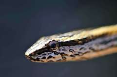 Mimophis