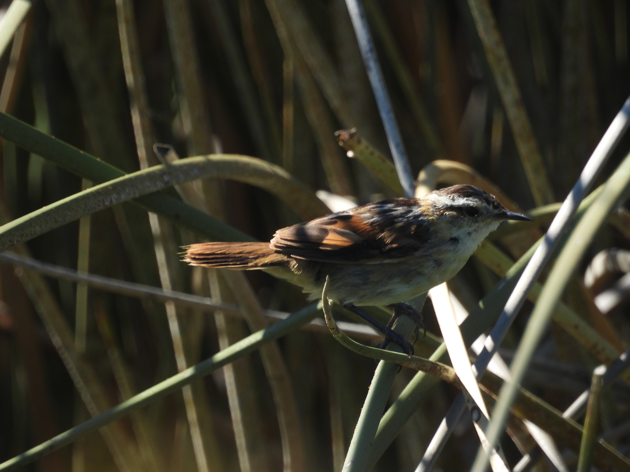 Wren-like Rushbird (Phleocryptes melanops), photo 9
