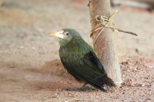 Green Oropendola (Psarocolius viridis), photo 2