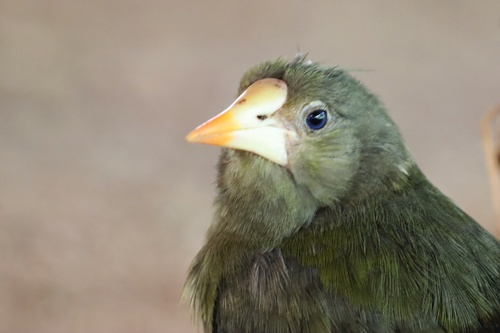 Green Oropendola (Psarocolius viridis)